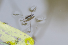 Limnogonoides