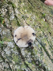 Hydropus fuliginarius