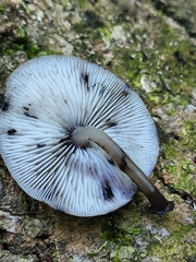 Hydropus fuliginarius