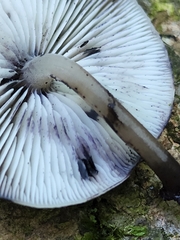 Hydropus fuliginarius