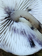 Hydropus fuliginarius