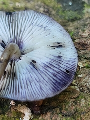 Hydropus fuliginarius