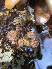 Corynactis californica