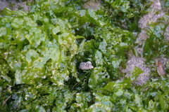 Batillaria zonalis