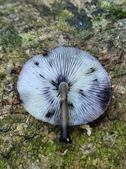 Hydropus fuliginarius