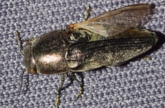 Sphenoptera pilosula