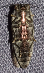 Sphenoptera pilosula