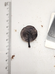 Hydropus fuliginarius