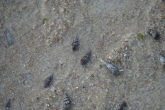 Batillaria zonalis