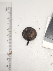 Hydropus fuliginarius