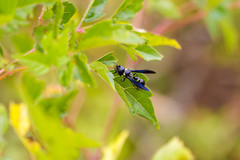 Zethus spinipes variegatus