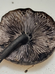 Hydropus fuliginarius