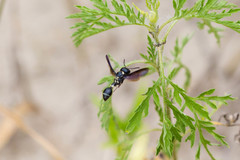 Zethus spinipes variegatus