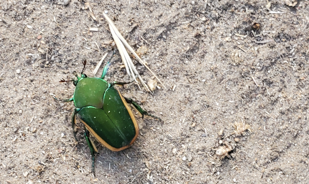 Figeater Beetle from Perris, CA, USA on August 14, 2022 at 0840 AM by