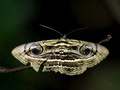 Spirama retorta