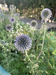 Echinops
