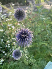 Echinops