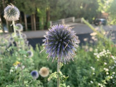 Echinops