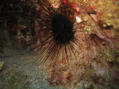 Centrostephanus longispinus