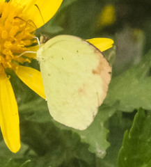 Eurema desjardinsii