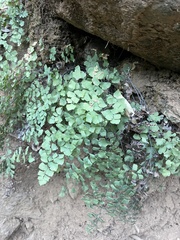 Adiantum shastense image