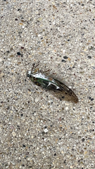 Neotibicen pruinosus