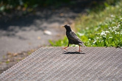 Sturnus vulgaris