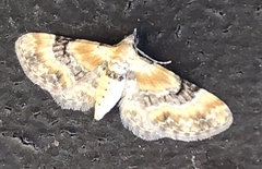 Eupithecia linariata