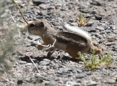 White-Tailed Antelope Squirrel photo 3