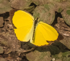 Eurema desjardinsii