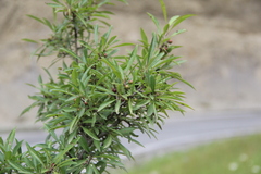 Rhamnus × spathulifolia