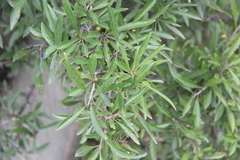 Rhamnus × spathulifolia