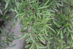 Rhamnus × spathulifolia