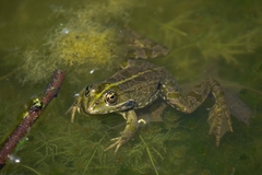 Pelophylax