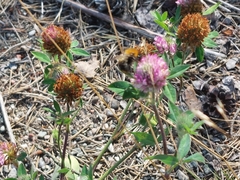 Bombus pascuorum