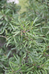 Rhamnus × spathulifolia
