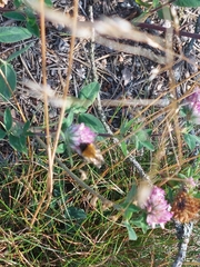Bombus pascuorum
