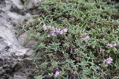 Thymus daghestanicus