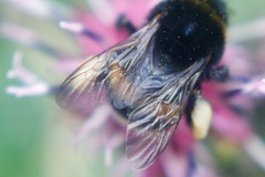 Bombus