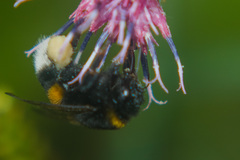 Bombus