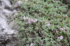 Thymus daghestanicus