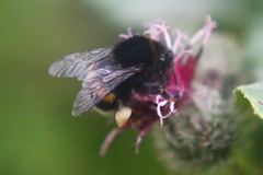 Bombus
