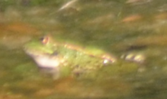 Pelophylax perezi