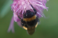 Bombus
