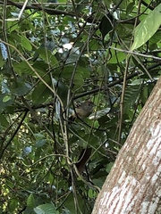 Thamnophilus ambiguus