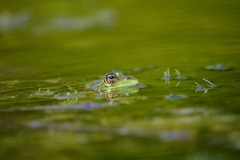 Pelophylax