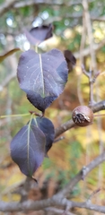 Pyrus cordata