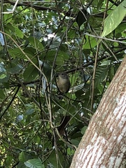 Thamnophilus ambiguus