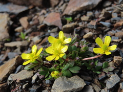Ranunculus nankotaizanus