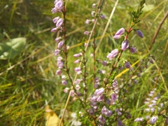 Calluna vulgaris